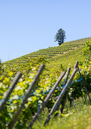 Unsere Weinberge