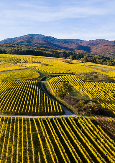 The Alsace Wine Route