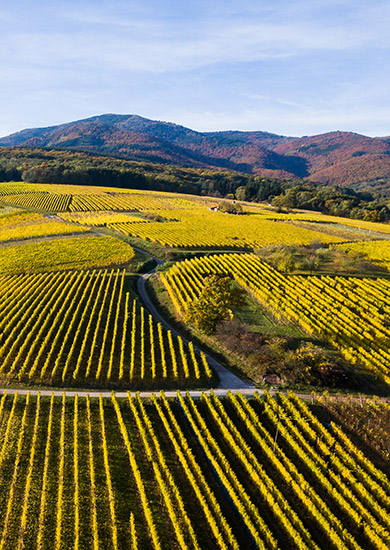 Route des Vins