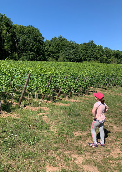 Spaziergang zwischen den Weinbergen