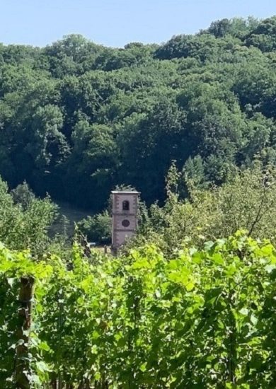 Weinberge