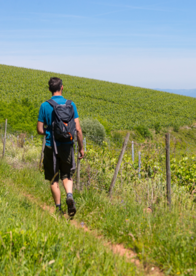 Balades dans les vignes