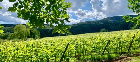 Vignoble Leimbach_grand format_ ©LManigold OTTC