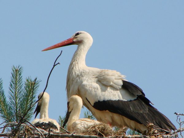 storks circle©Thierry Bilay