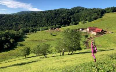 Balade ferme-auberge Kohlschlag : entre châteaux et chapelle