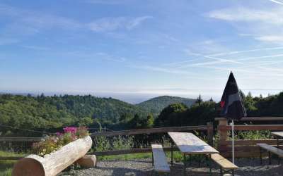 Balade auberge Molkenrain : à l'ombre des hêtres de pâturage