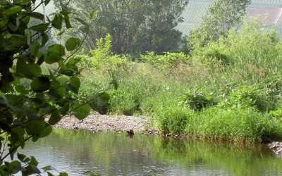 Randonnée  : biotope de la Thur