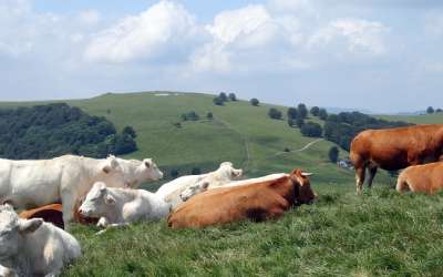 Randonnée : Le Rossberg