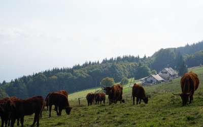 Le Molkenrain