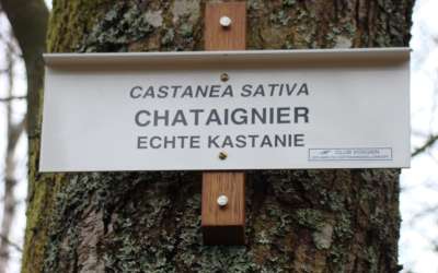 Circuit : sentier botanique du Hirtzenstein