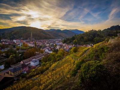 Vignobles en Scène Alsace : le Grand Cru Rangen à travers l'objectif